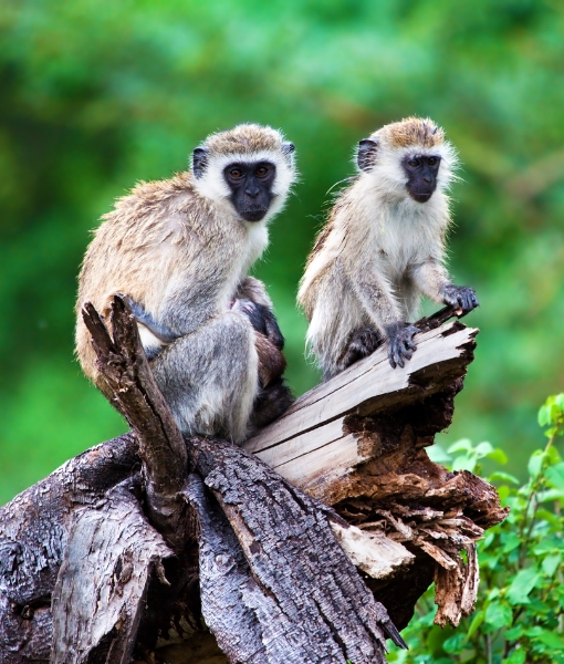 Lake Manyara National Park