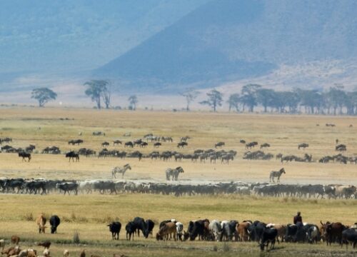 10 Days Safari Serengeti Wildebeest Migration.