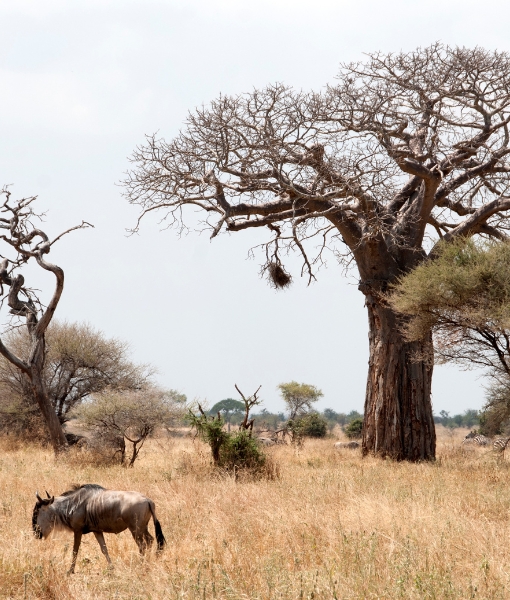 Tarangire National Park