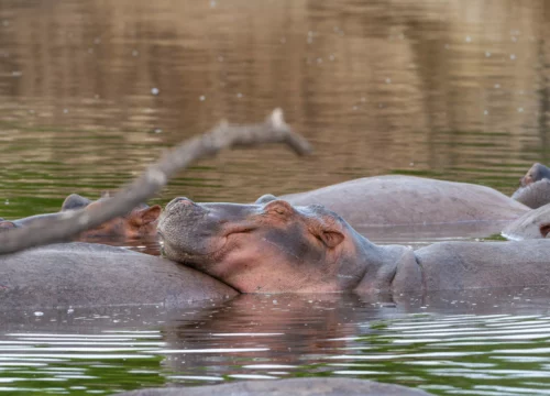 6 Days Serengeti And Ngorongoro Fly In from Zanzibar Safari