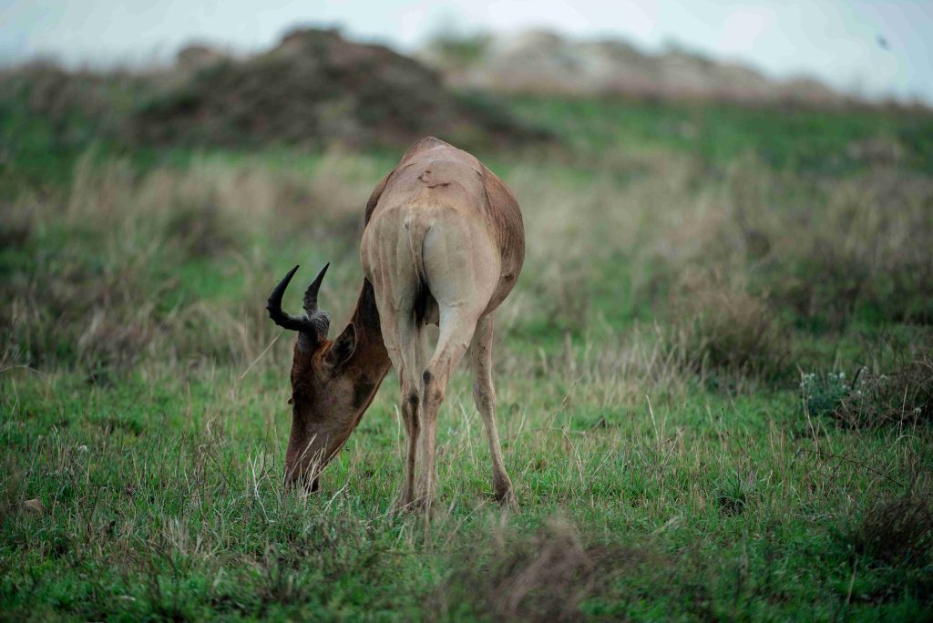 3-day Serengeti safari