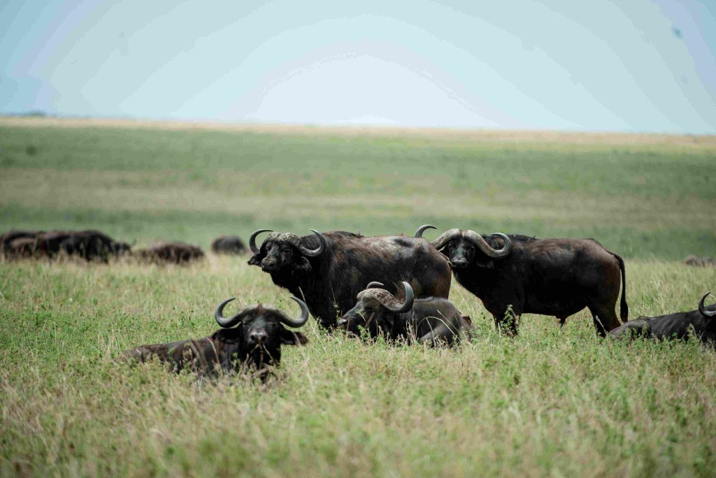 5-day safari journey