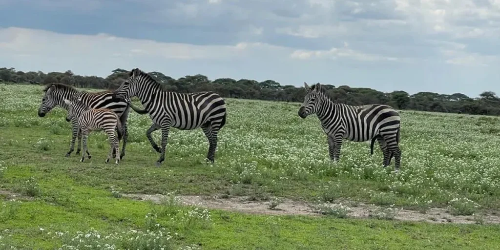 Day 2Fly from Arusha to Central Serengeti & Afternoon Game Drive