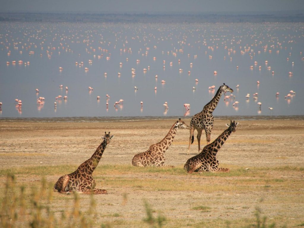 Best Tanzania Luxury Safari