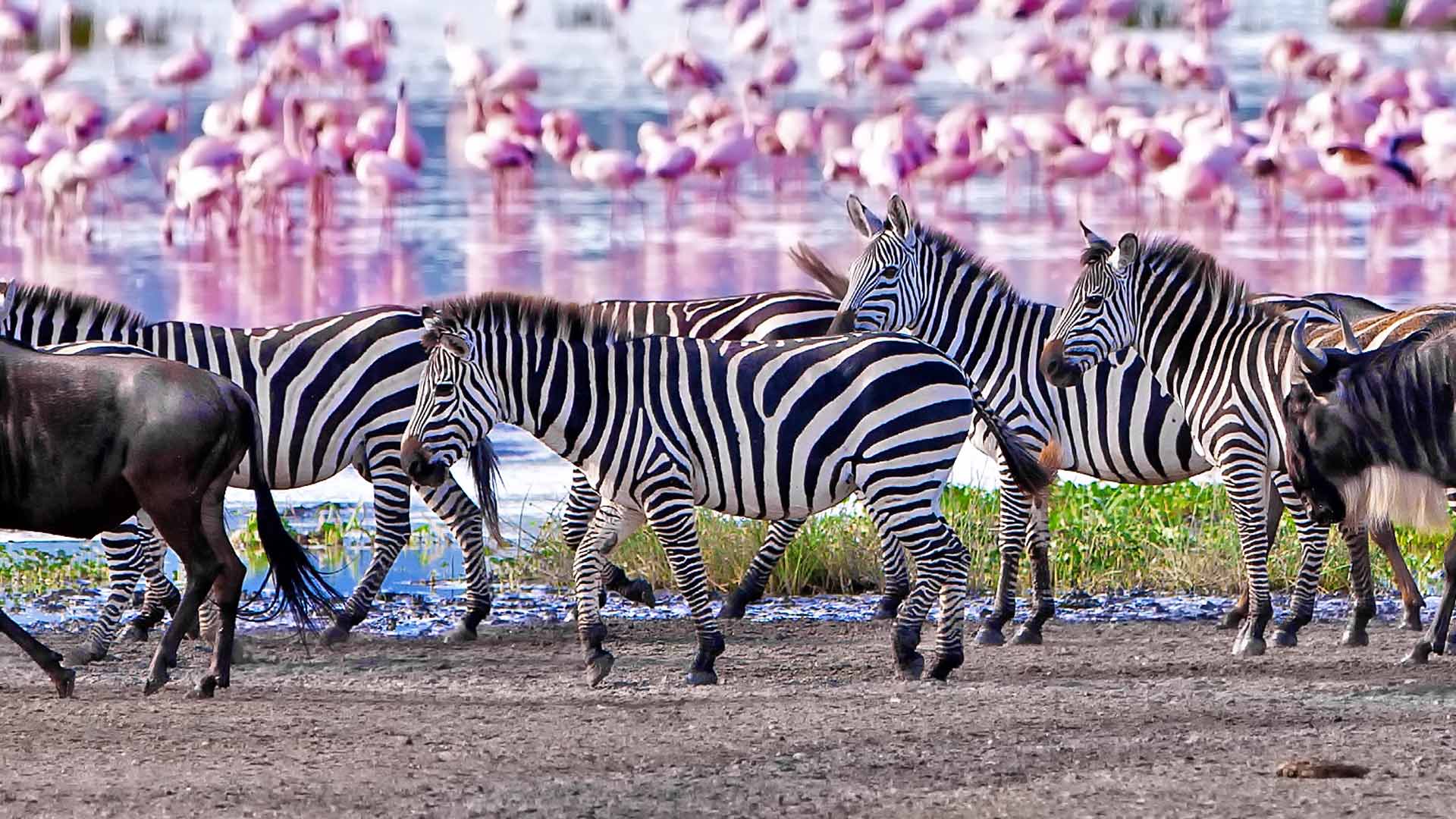 Lake Manyara national Park and Departure