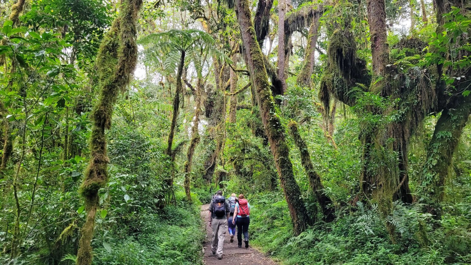 Mount-Kilimanjaro-Trekking-4-1536x864
