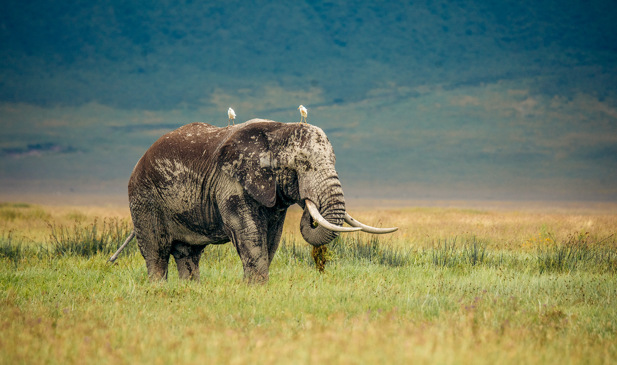 Ngorongoro Crater 8