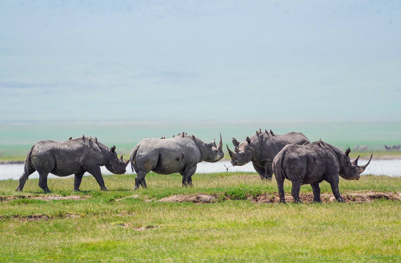Ngorongoro Crater Rhino and Flamingos