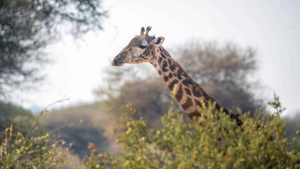 Tanzania Serengeti Migration