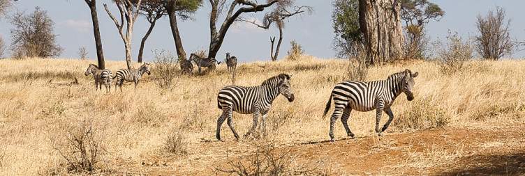 Tarangire_National_Park_002