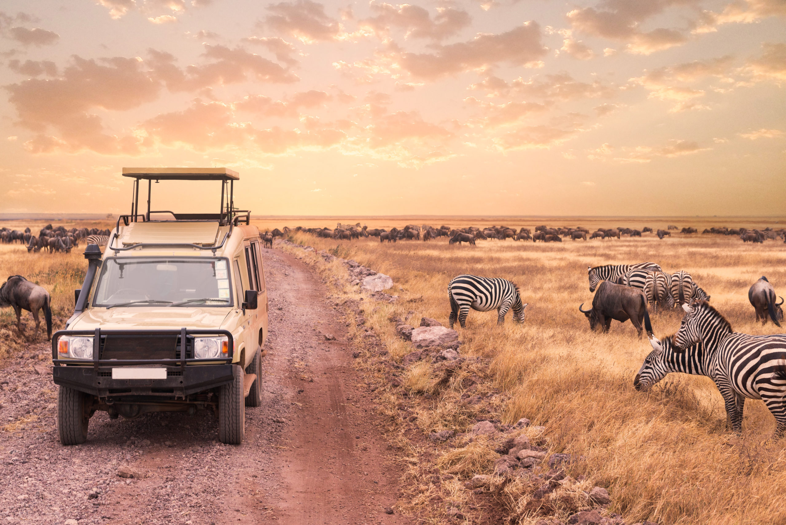 Game drive safari in Serengeti national park,Tanzania