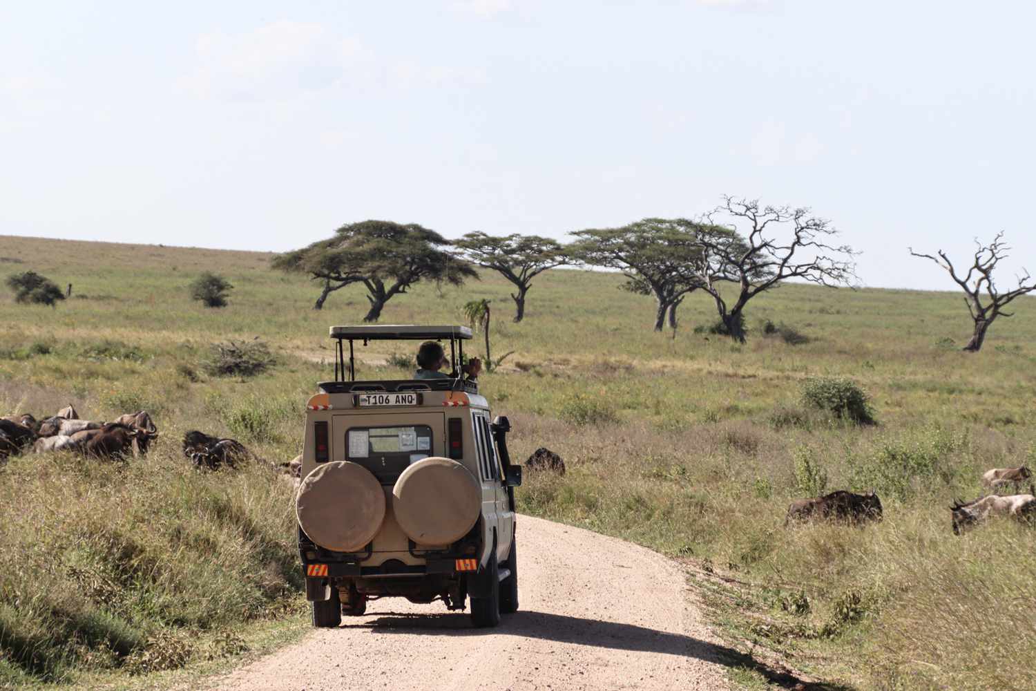 ngorongoro game drivee