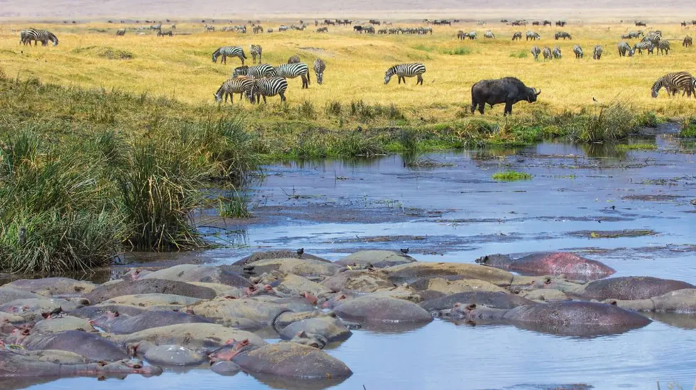 Ngorongoro-5-1-qkuw7y83c2ecau0pypuy1z097zul3ybduztedwmn3w