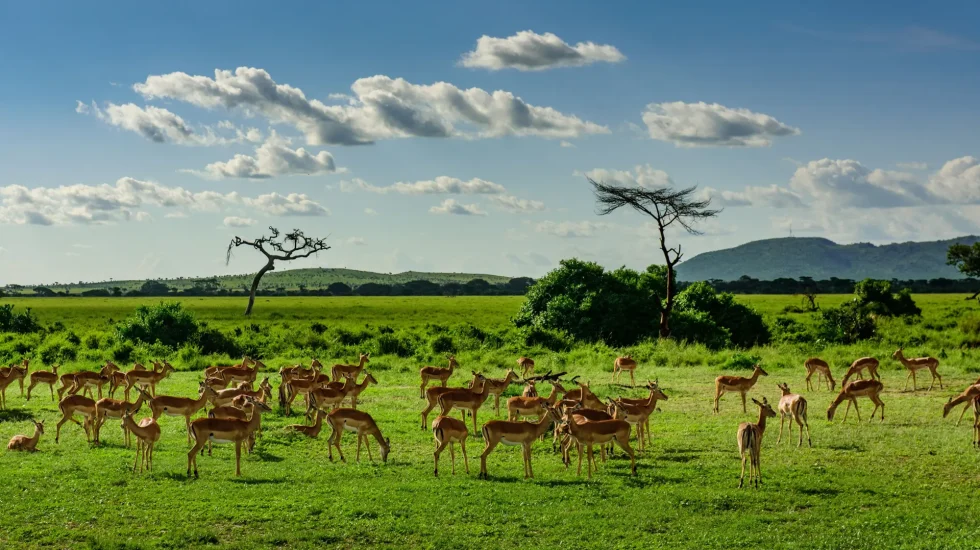 Serengeti-National-Park-12-1-qkuwby1edpv7n67tmy0v5gps3y5qtn6bermot8penw