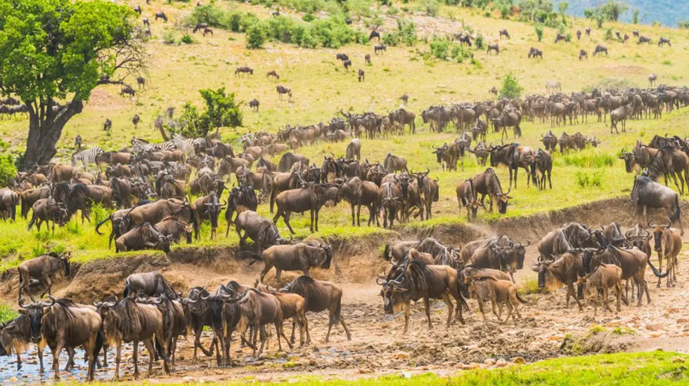 Serengeti-National-Park-4-qkuwcq8k2qxtbh2v2a7o89llxiar8ka9in797jjlh8