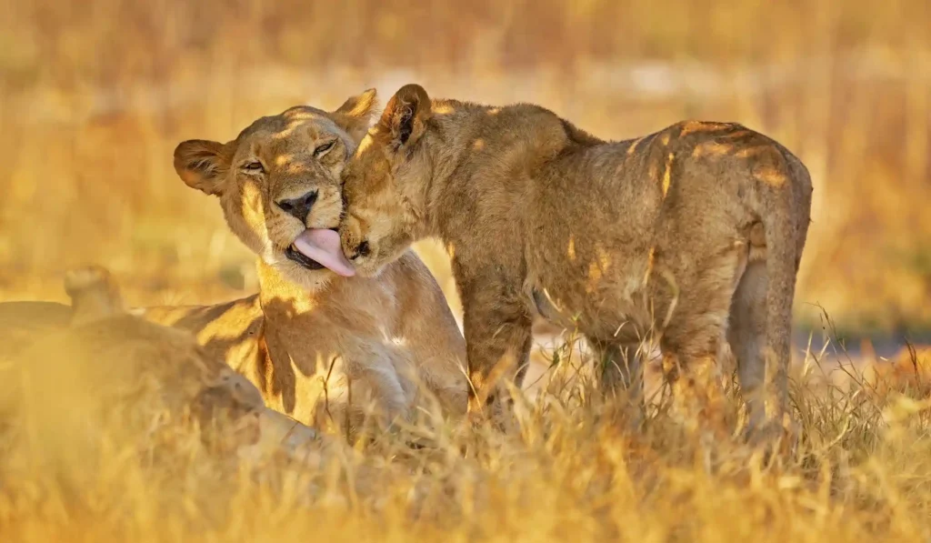 Best Time to Visit Serengeti