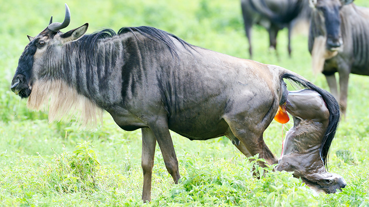 Calving Season