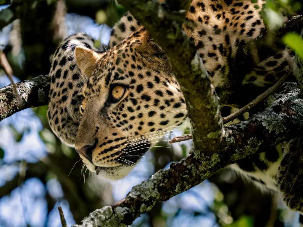 Explore Serengeti National Park