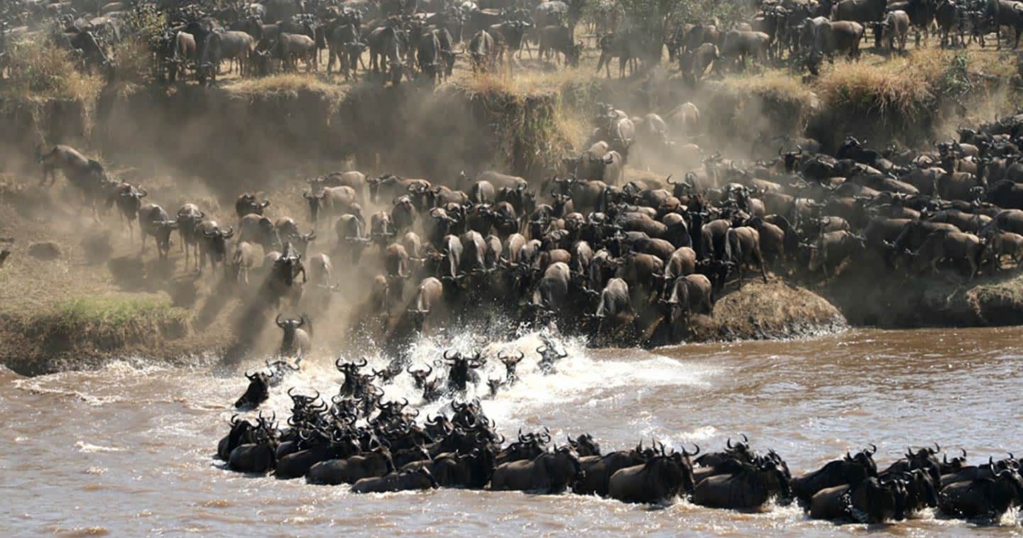 Great Wildebeest Migration