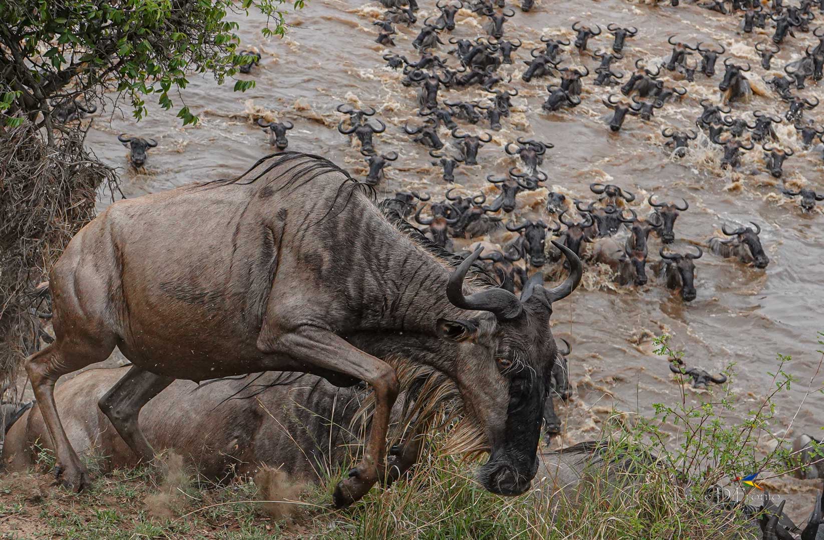 Great Wildebeest Migration