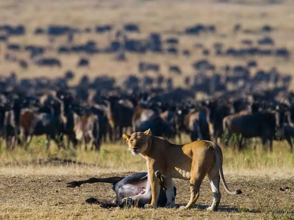 Great Wildebeest Migration