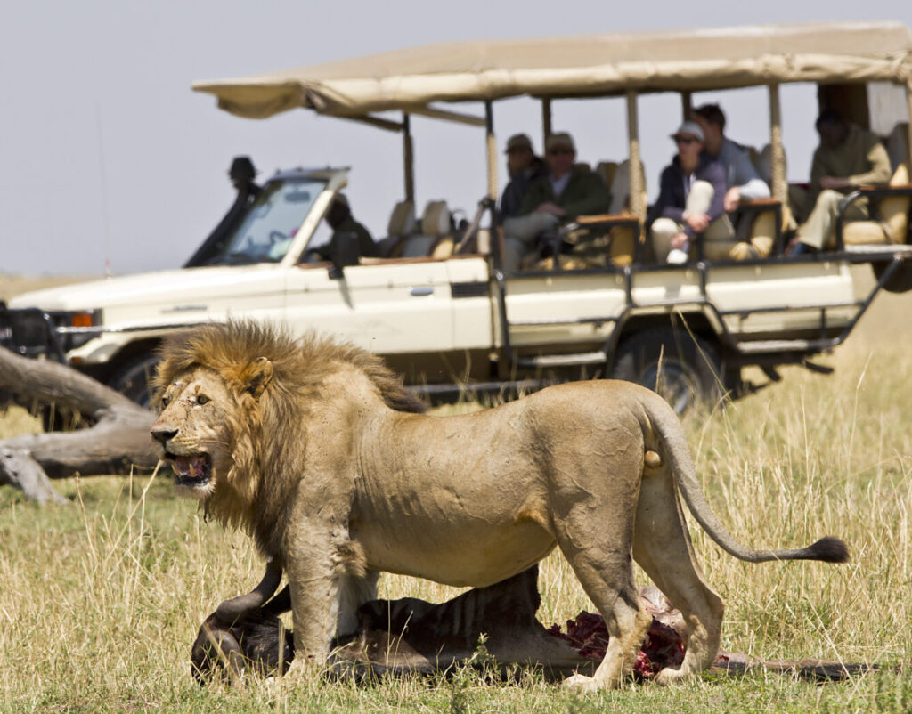 Serengeti Game Drive