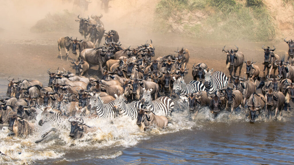 The Great Wildebeest Migration: Facts You Must Know Before Your Safari