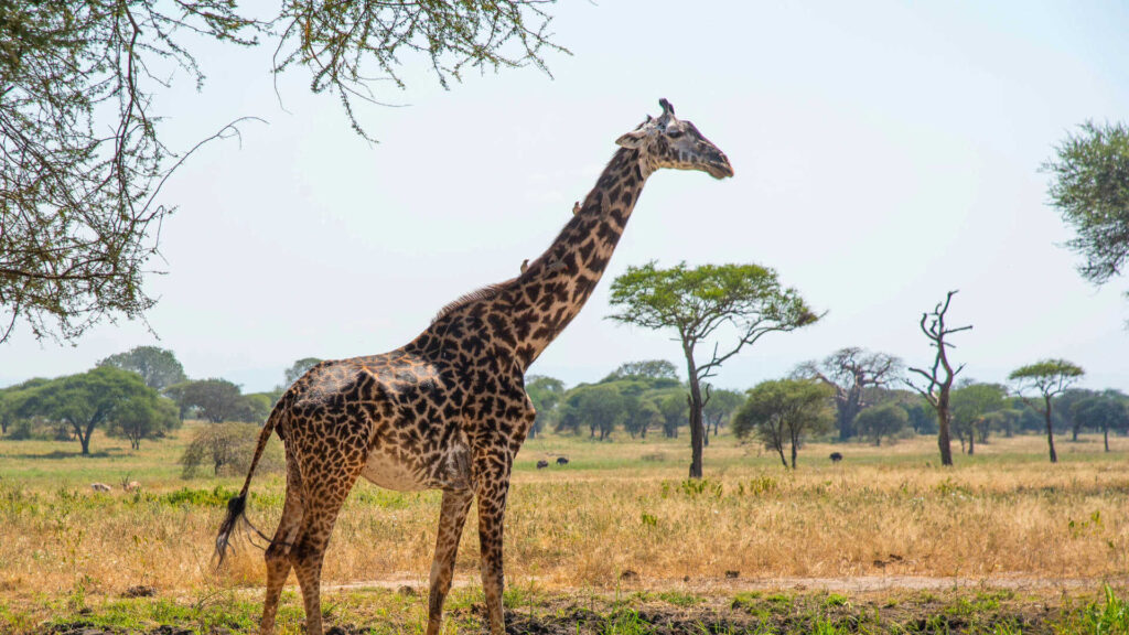 Top 10 Reasons to Go on a Tanzania Safari