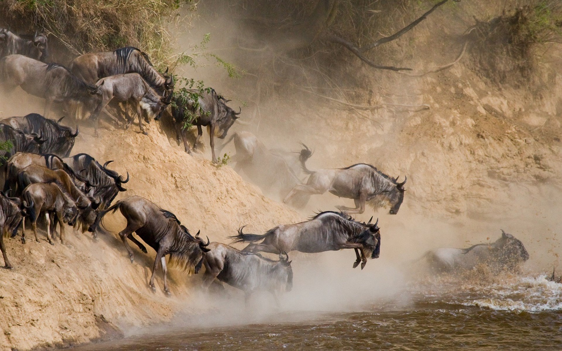 Great wildebeest migration