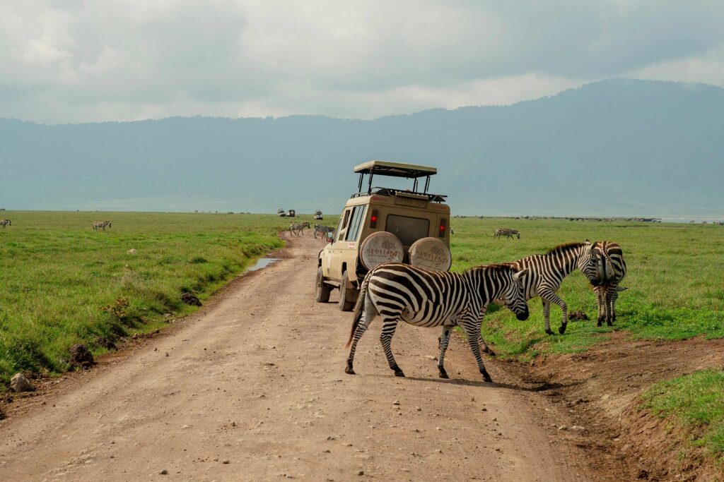 Tanzania Luxury Safari and Climbing Kilimanjaro